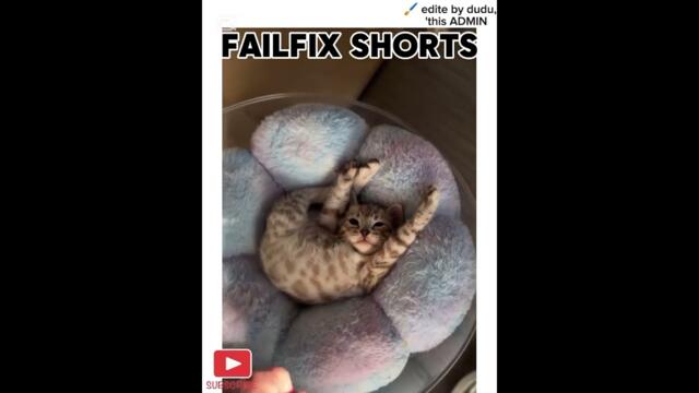 funny animals | funny fails | #shorts