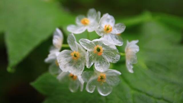 Skeleton Flowers Become's Transparent When It Rains "Nature Love"