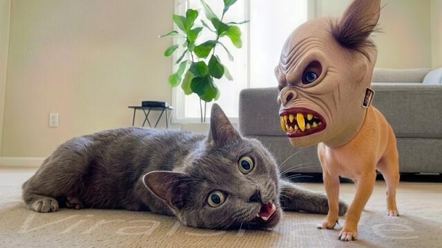 Funny Scared Animals Part 8 – Cats, Dogs & More!