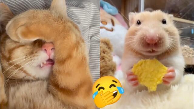 TRY NOT TO LAUGH🤣😁😆Best Moment Animals Videos Compilation😸🐶🐹🦔 Part.21