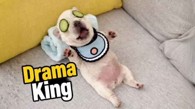 Tiny Frenchie Is the King of Complaining — You’ll Laugh Nonstop 😂🐶