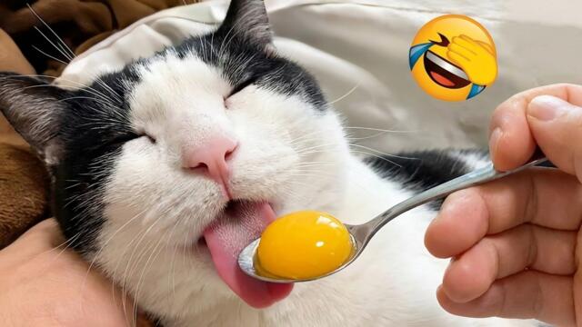 These animals are so funny you’ll cry laughing 🤣