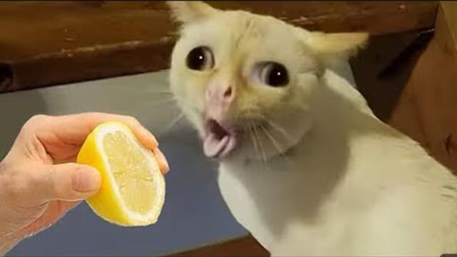 Funny Cat Videos That Will Make Your Day Better #cat #funnycat #funnycatvideos