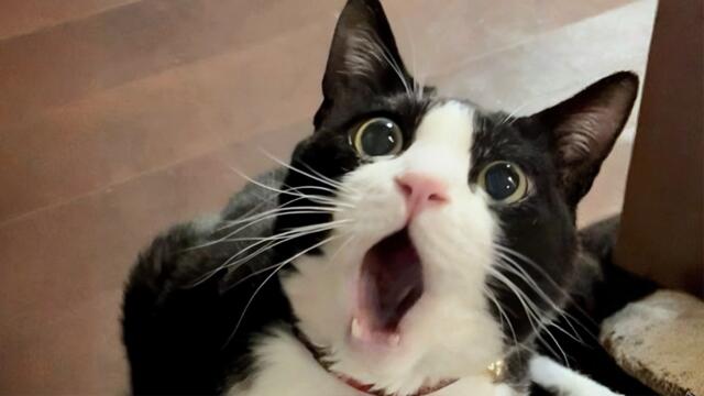 You Laugh, You Lose! 🤣 Funny Cat Videos 2026 😹 Part 131