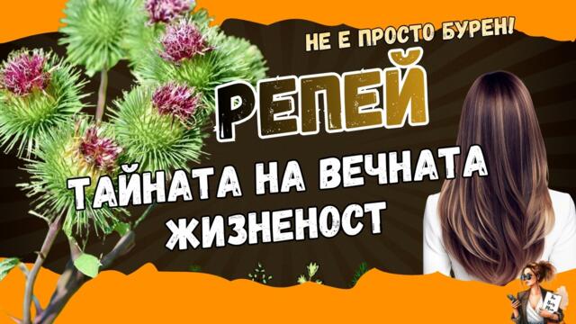 Репей - Билката, която чисти кръвта и спира косопада! История и рецепти / Burdock