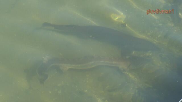 Тайната на есетровите риби - килограм хайвер на стойност 600 евро?