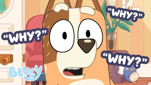 Bluey Asks 'Why?' 🤣 | Funny Moment + MORE Adventures with the Heelers 💙 | Bluey