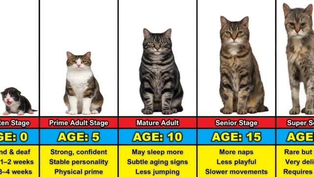 Cat Transformation From 0 to 20 Years Old