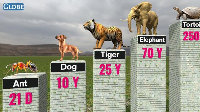 ANIMAL LIFESPANS Comparison | Shortest To Longest Living Animals