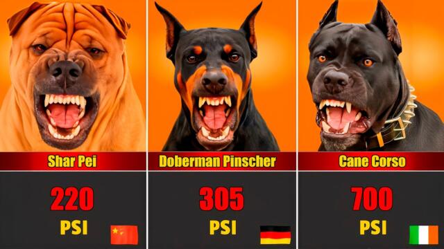 🐕Dog Breeds with the Hardest Bite – PSI Bite Force Ranking