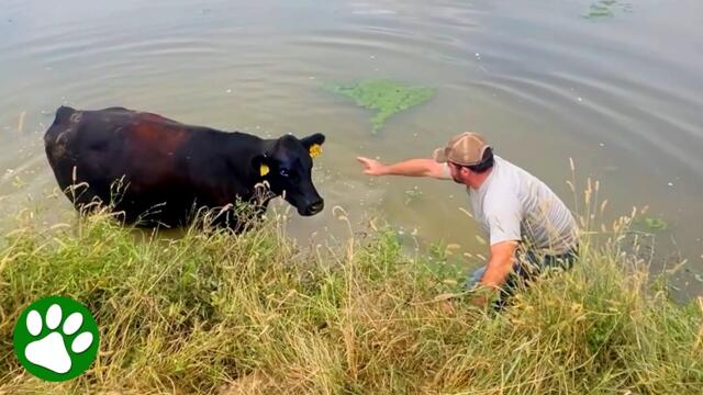 Mama Cow Begs Stranger to Rescue Her Baby