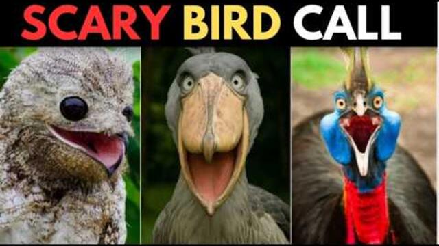 15 Scariest Bird Sounds Ever recorded 😨 | Creepiest Bird Calls You Won’t Believe! Part 2