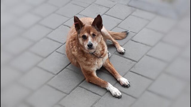 For people who love dogs-За хората които обичат кучета