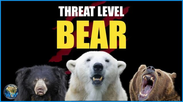 All 8 Species of Bear Ranked by How Dangerous They Are