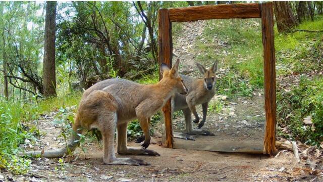 What Happens When Animals See a Mirror? | Australia