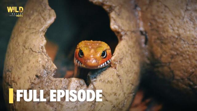 Secret World Of Snakes, Africa | Full Episode | Nature documentary