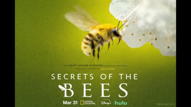 Secrets of the Bees ｜ Official Trailer ｜Nature’s Hidden Genius Revealed National Geographic