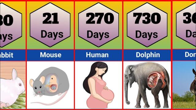 Animals And Human Pregnancy Period Comparison| Shortest To Longest Animals Gestation Period