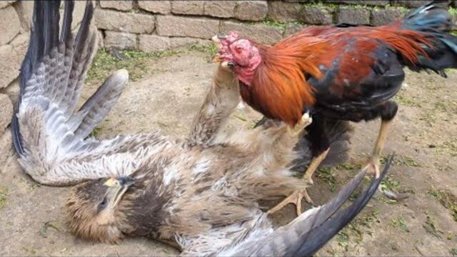 Brave Rooster Caught a Martial Eagle 🐓🦅