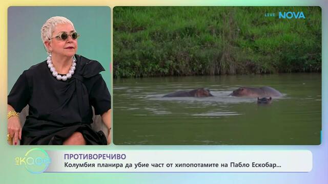 Колумбия планира да убие част от хипопотамите на Пабло Ескобар | На кафе | 15 апр. 2026