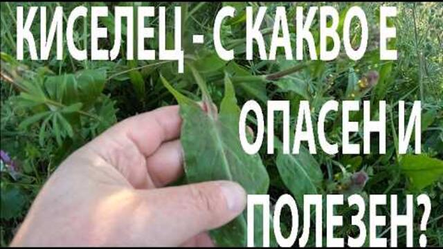 КИСЕЛЕЦ - ОПАСЕН И  ПОЛЕЗЕН SORREL - DANGEROUS AND BENEFICIAL #forage #herbs #edibleplants