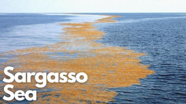 Exploring the Mysteries of the Sargasso Sea