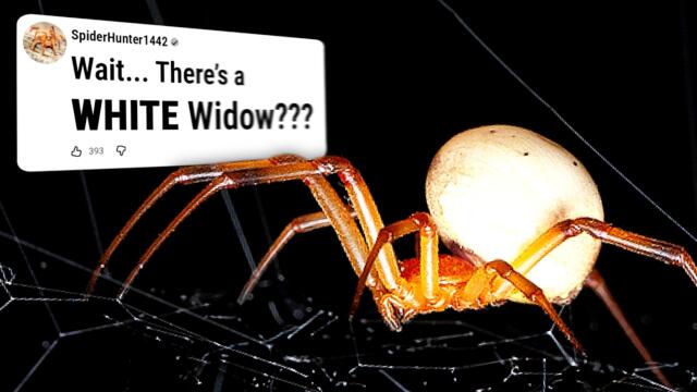 Everything We Know About Widow Spiders
