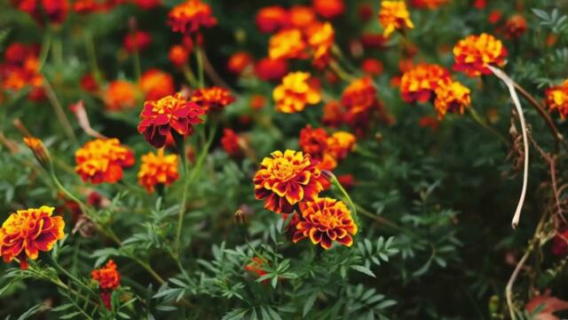 „Духът на България“ (Rap / Motivational / Hip-Hop)