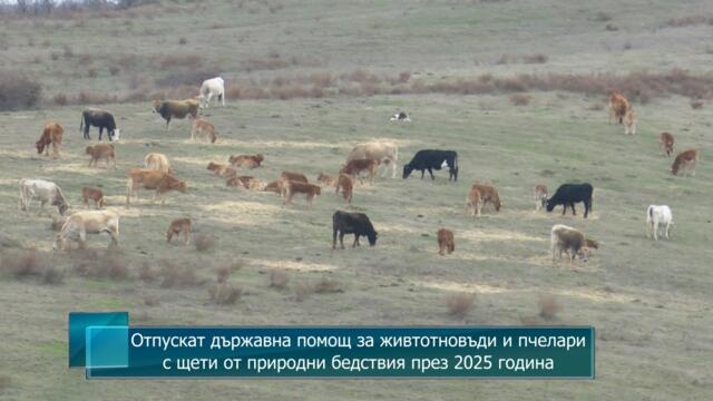 Отпускат държавна помощ за живтотновъди и пчелари с щети от природни бедствия през 2025 година