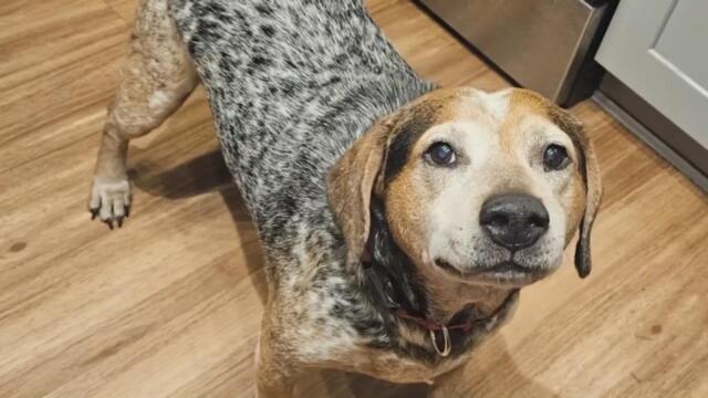 Scammer Uses AI To Try To Swindle Family After Their Dog Disappears