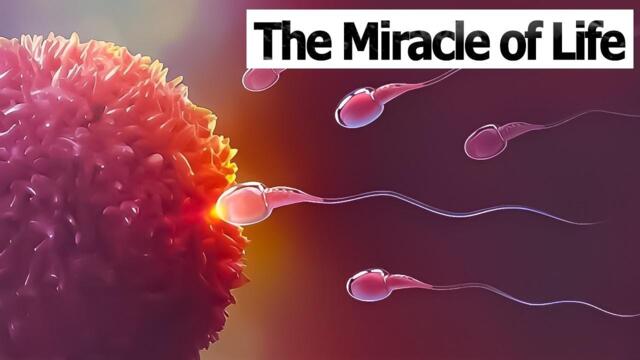 CONCEPTION TO FETUS | The Miracle of Life | Medical 3D Animation of Conception/Fertilization