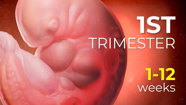 First Trimester Pregnancy Explained | Baby Development Week by Week (1–12 Weeks) | 3D Animation