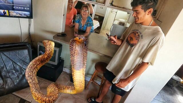 Africa's Deadliest Cobra in their Home!