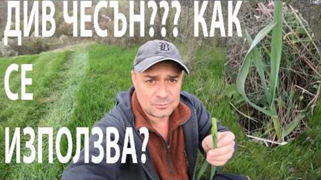 ДИВ ЧЕСЪН ЛИ Е ТОВА? WILD GARLIC? #forage #forageharvest #herbs #nature #edibleplants