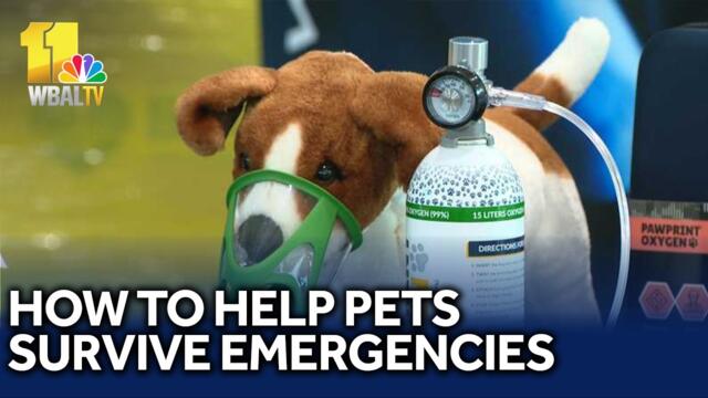 Here's how to help hurt pets survive emergencies