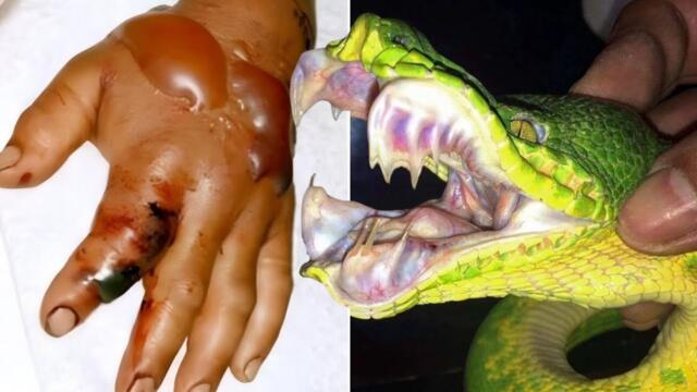 The 10 Deadliest Snakes On Earth