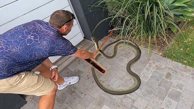 Africa's Most Venomous Snake Hiding at their Gate!