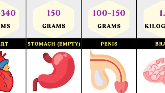 Average Weight Of Different Human Organs