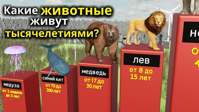 Какие животные живут до 15 000 лет? — Это тебя удивит!