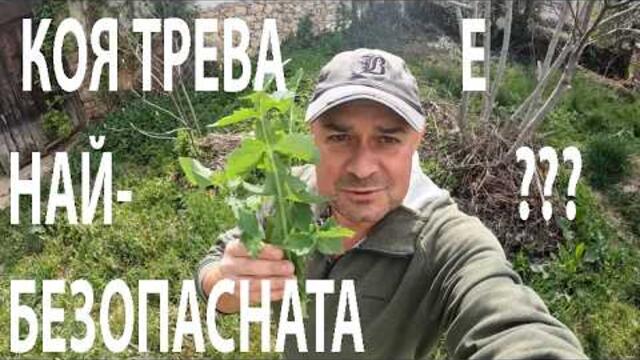 НАЙ-БЕЗОПАСНАТА ТРЕВА ЗА ЯДЕНЕ? SAFEST GRASS TO EAT? #forage #garden #herbs #edibleplants