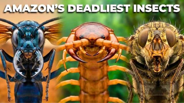 The DEADLIEST INSECTS In The AMAZON Rainforest!
