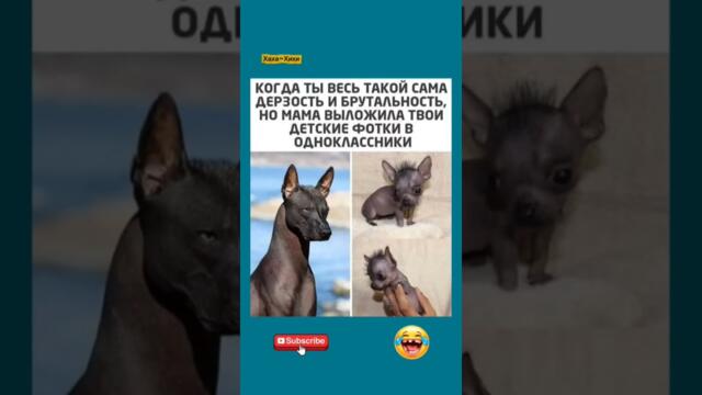 #юмор,#прикол,#шуточное