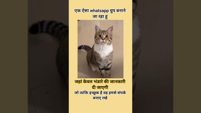 जहां केवल भंडारे की जानकारी #shorts #funny #trending #comedy #funnymemes #dog #funnydogs #reels