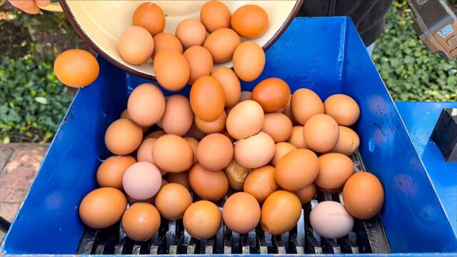 Shredding 100 EGGS! Amazing Video!