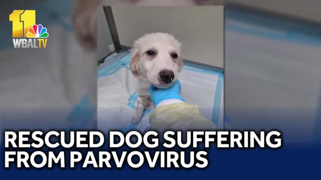 Puppy rescued from hoarding case battles parvovirus
