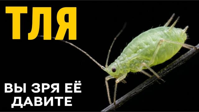 Тля: самое недооценённое существо на планете — полный разбор