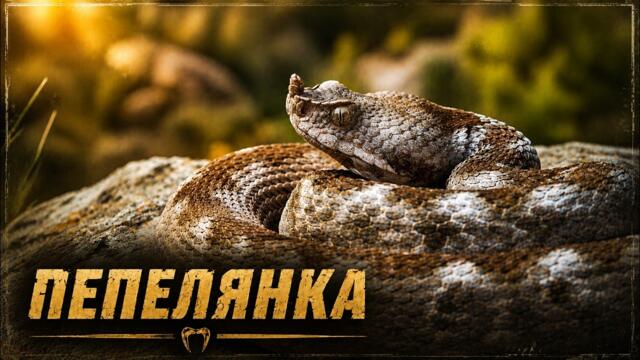 ПЕПЕЛЯНКАТА – всичко, което трябва да знаеш