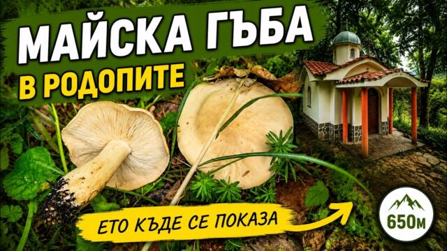 Майска гъба в Родопите – ето къде се показа