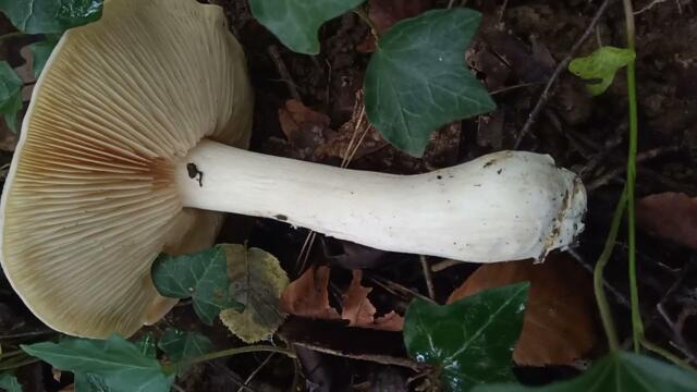 Отровна Сливовка (#Entoloma #sinuatum)