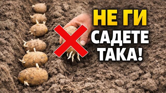 99% от хората правят тези 12 грешки при засаждане на картофи! (Тайните на богатата реколта)